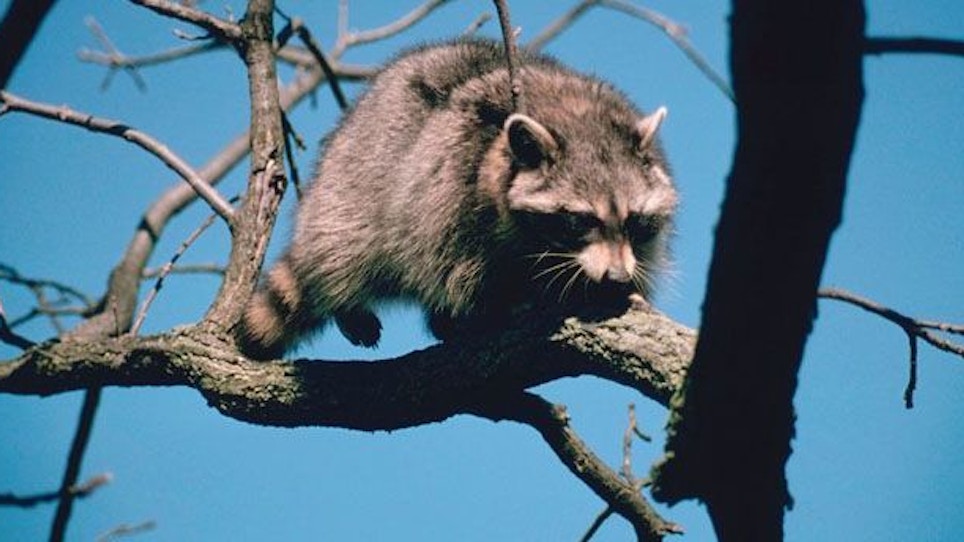 Raccoon Hunting with Predator Calls