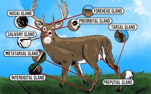 Whitetail Glands. Illustration: Realtree 