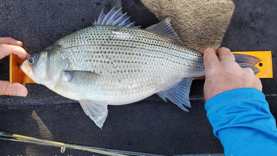 3.4-Pound White Bass Caught in O.H. Ivie Reservoir in Texas