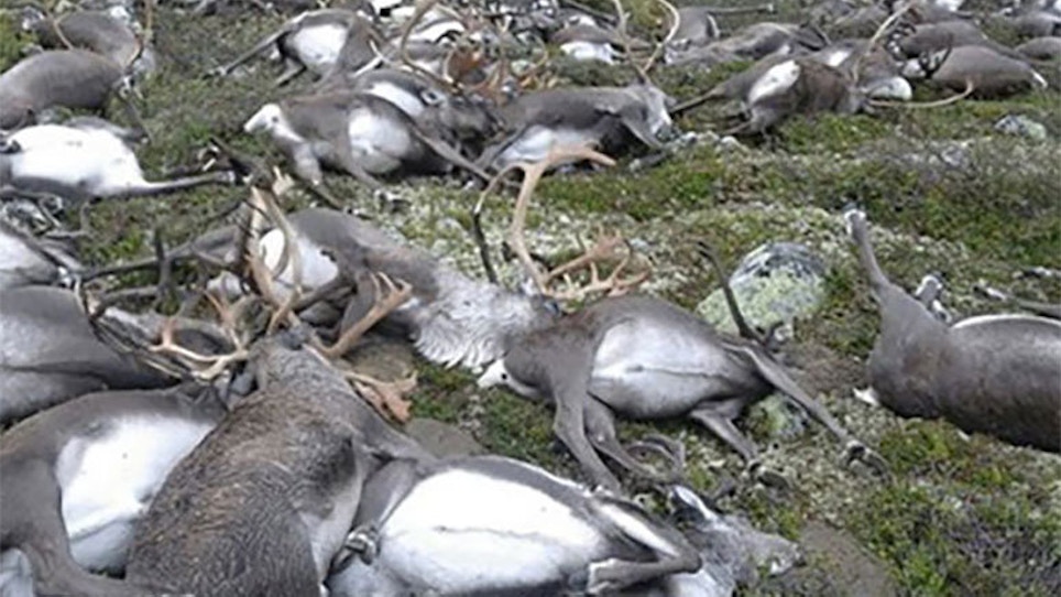 Lightning Strike Kills Hundreds Of Reindeer