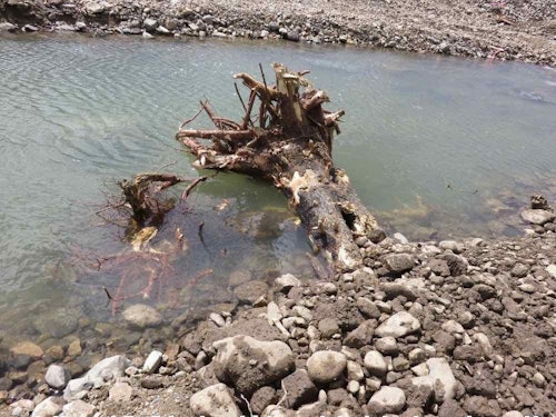 A tree stump in the river provides a current break plus cover, making it an ideal spot for a trout to wait in ambush.