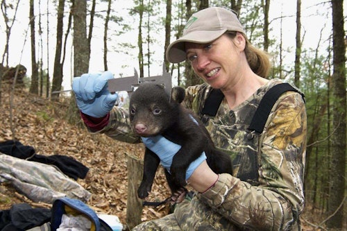 North Carolina Wildlife Biologist Colleen Olfenbuttel measuring a bear cub. (Photo: Missy McGaw NC Wildlife Resources Commission)