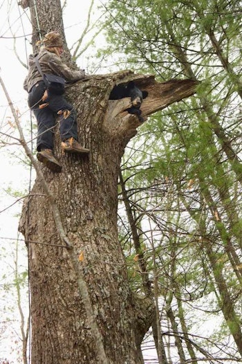 Jen Strules working a bear den well above the ground. (Photo: Missy McGaw NC Wildlife Resources Commission)