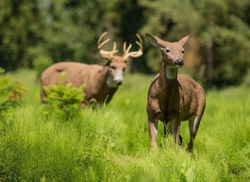 The DSD Posturing Buck was introduced more than a decade ago; the company’s Standing Doe was available to hunters for the first time during fall 2023.