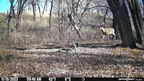 During early and mid-November, mature bucks will sometimes leave the author’s South Dakota sanctuary during daylight and travel the open river-bottom in search of a hot doe. The vast majority of the time, however, these bucks move only within the sanctuary itself, which is why the author is rethinking his game plan during the rut.
