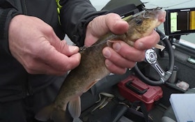 Video: How to Catch Fall Muskies on Live Bait
