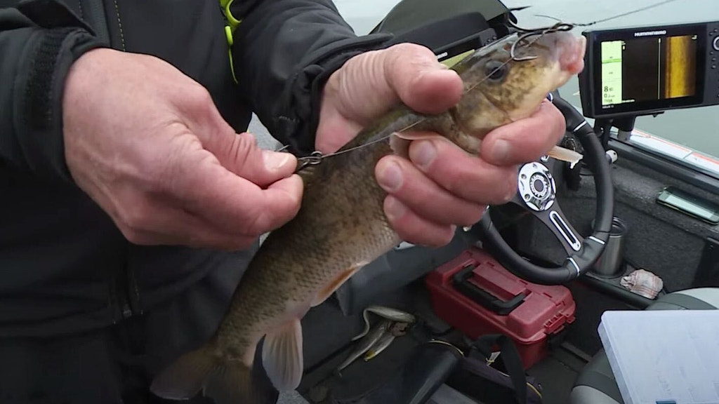 Video: How to Catch Fall Muskies on Live Bait