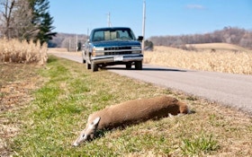 How Do You Know Roadkill Is OK to Eat?