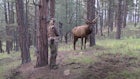 Elk Hunting Video: Bugling Bull at 4 Yards!