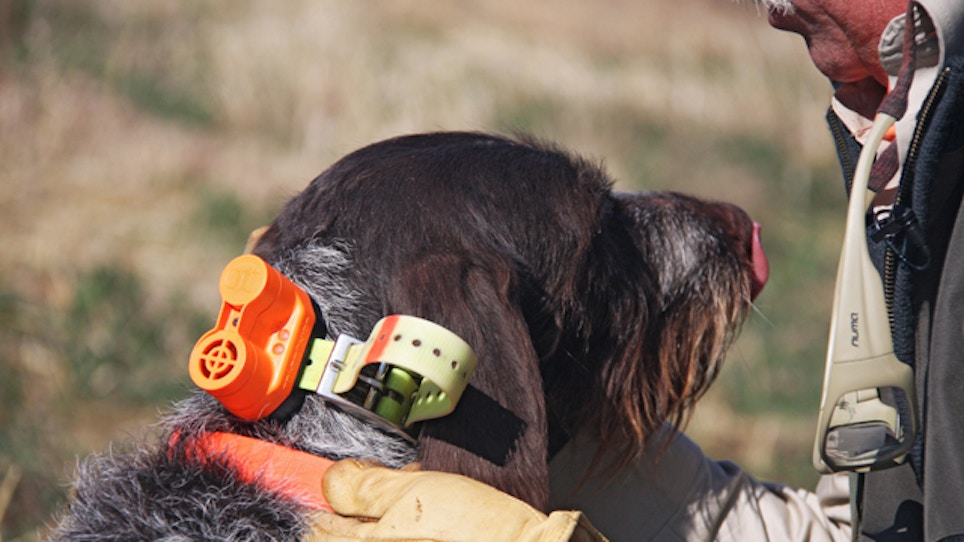Your hunting dog may have trouble hearing commands