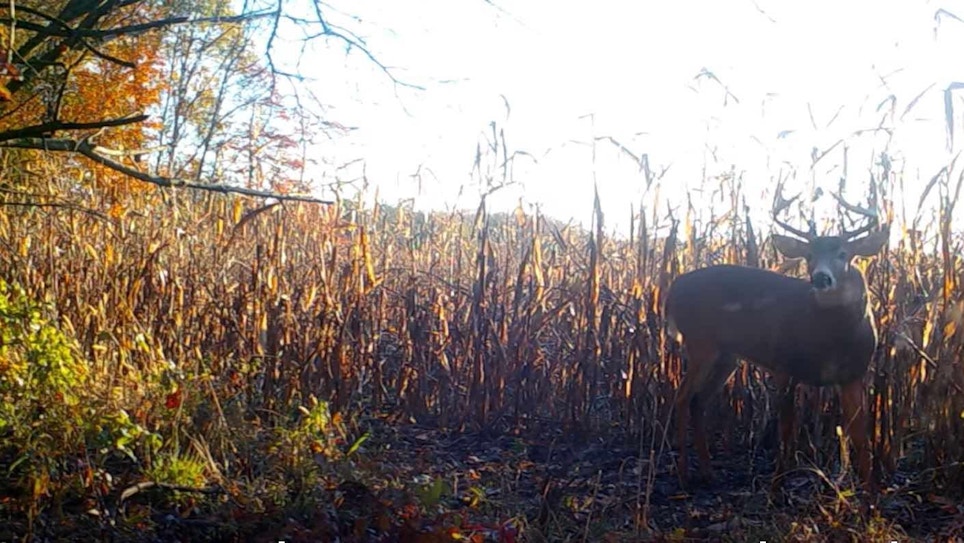 Whitetail Video: Self-Filming Mishap On a Big 5x5 at 10 Yards
