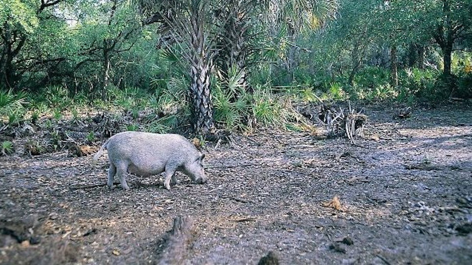Hog Hunting Seminole Country—Part 2