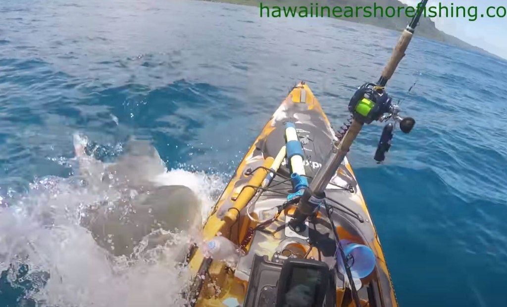 Video: Large Tiger Shark Attacks Fisherman’s Kayak