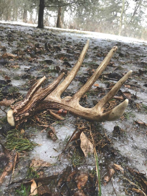 This impressive shed was found near prime thermal cover. Take extra time searching for sheds in these hotspots.