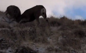 VIDEO—Mule deer engaged in animal combat