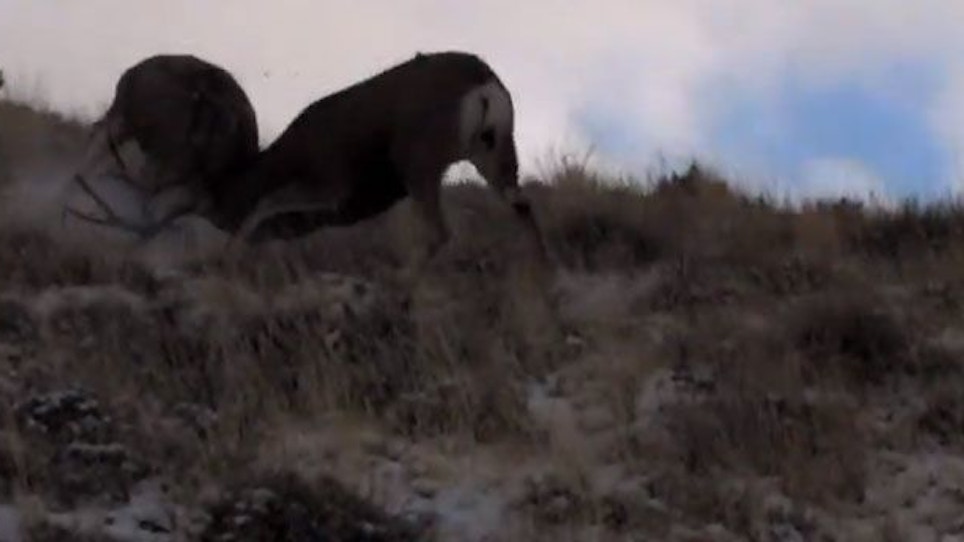 VIDEO—Mule deer engaged in animal combat
