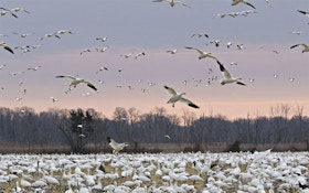 2,000 Snow Geese Dead In Idaho