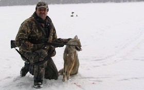 Tactics for Hunting Coyotes in Deep Snow