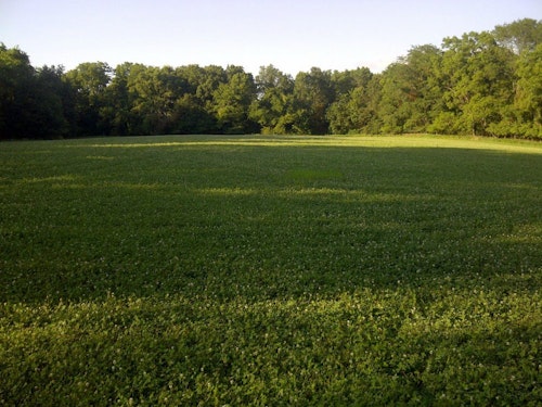 Many food plots are generally square in shape. On most properties, this isn’t ideal because it forces bucks to bed too far away from the field because doe families are stacked one behind the other for their bedding. 