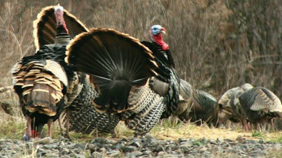 Turkeys are stupid! Don't complicate your turkey hunt