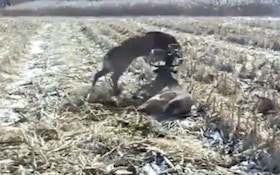 Tangled deer set loose by sharpshooter