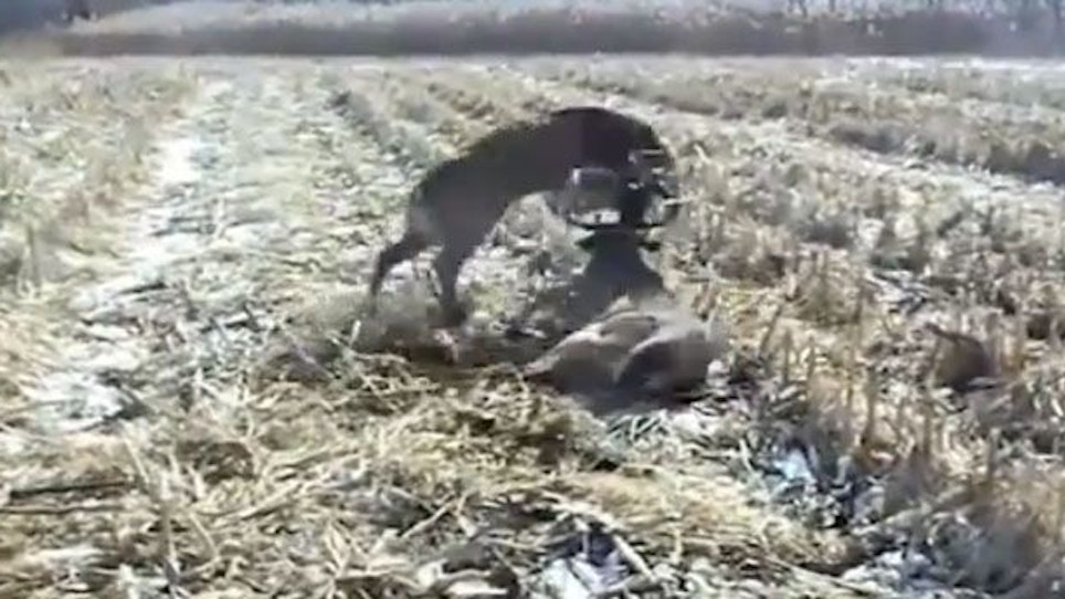 Tangled deer set loose by sharpshooter