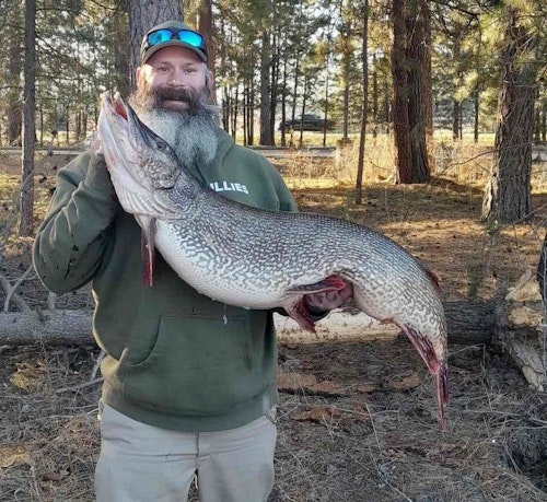 The previous Idaho record northern pike was caught in 2010, and weighed 40.13 pounds. It was 50.75 inches long and 22.75 inches in girth. Thomas’ pike (shown) was 49 inches in length and 26.5 inches in girth; so it was nearly 2 inches shorter but fatter. (Photo courtesy of Idaho Fish and Game)