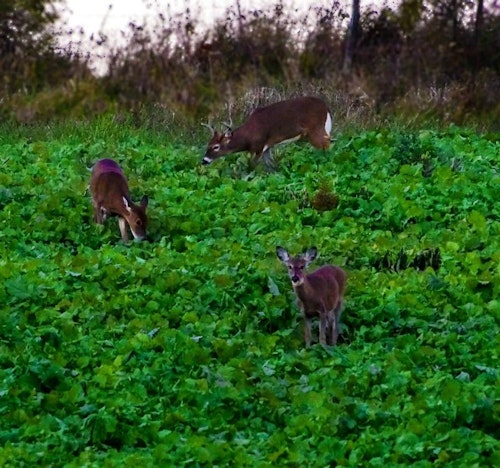 On many evening sits overlooking a food plot, you’ll need to exit without educating deer. Thankfully, the “truck trick” works well, especially on younger whitetails. (Photo courtesy of Mossy Oak BioLogic Facebook.)