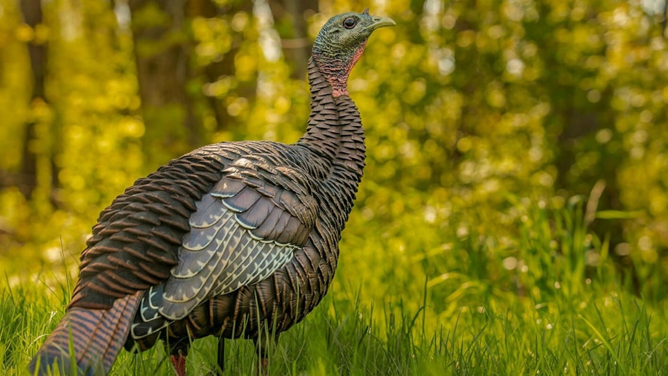 3 Lifelike New Turkey Decoys for 2020