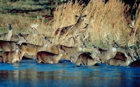 Can You Have Too Many Deer?
