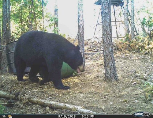 The old bear nicknamed Batman was using the bait site regularly in the daytime leading up to the season opening date. 