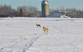 Patterning Farmland Coyotes