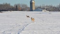 Patterning Farmland Coyotes