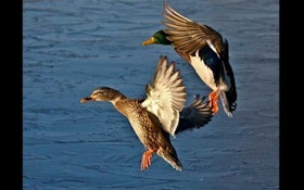 Duck Numbers: The good and the bad