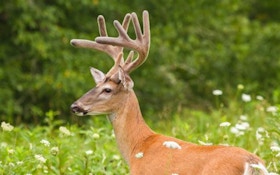 Preseason Tips to Pinpoint Your Next Trophy Buck