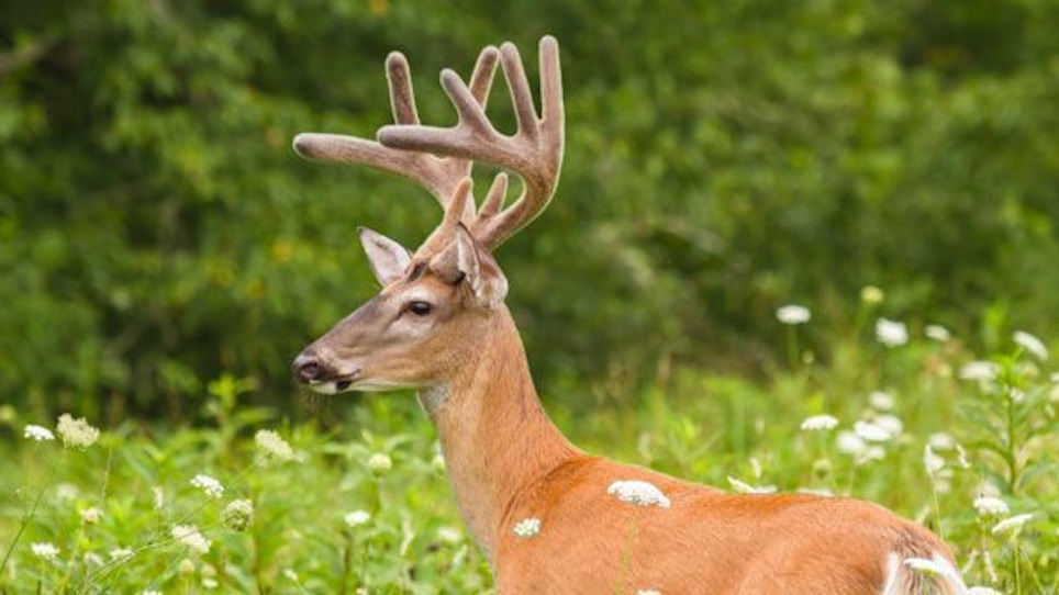 Preseason Tips to Pinpoint Your Next Trophy Buck