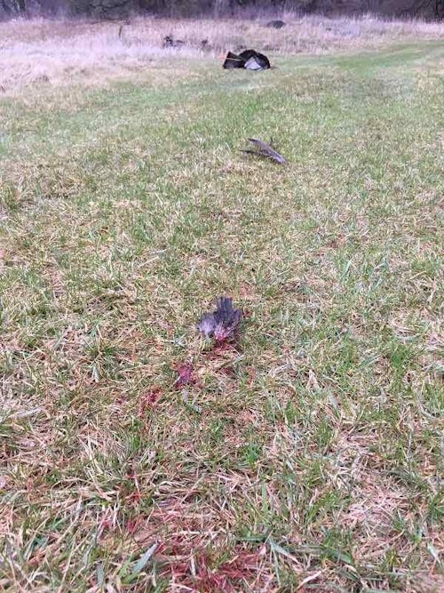 A massive blood trail covered the greening grass from the impact spot to the downed bird.