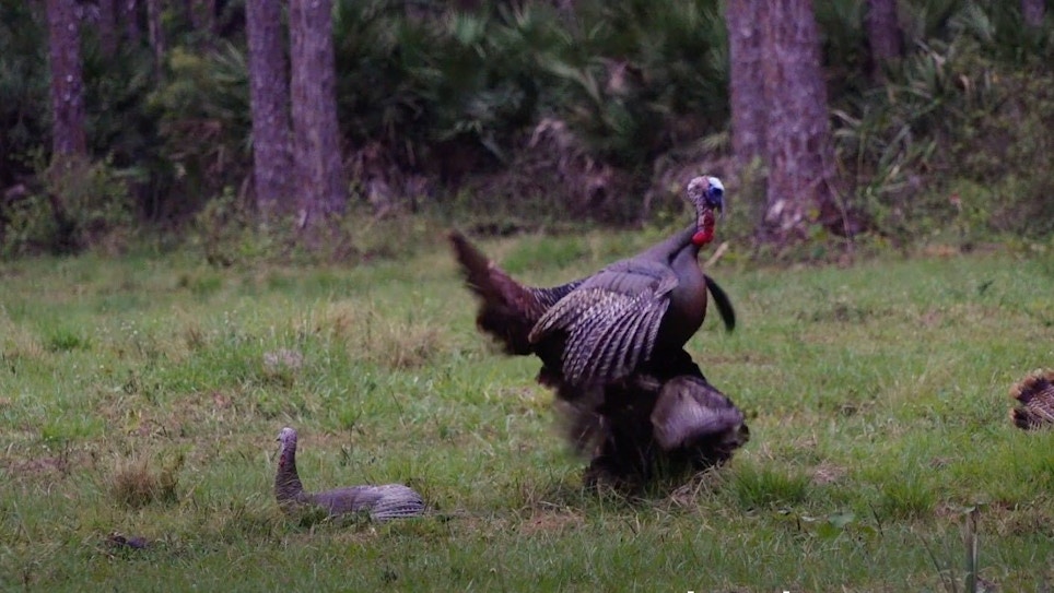 Wild Turkey Video: Florida Gobbler Trashes Stuffer Decoy