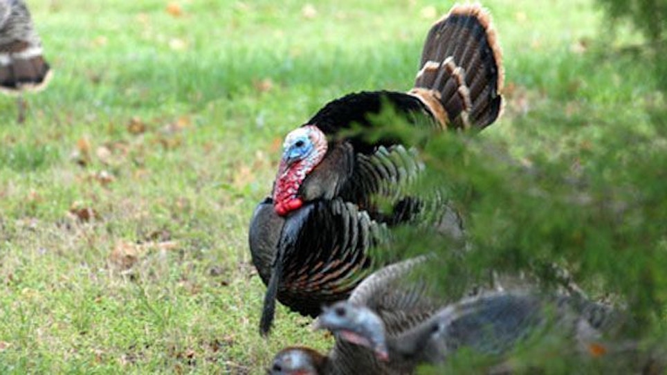 Successful spring turkey hunting