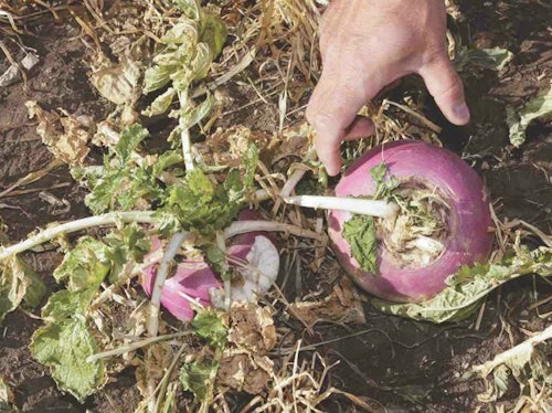 You might not love eating turnips, but whitetails do. Both the tops and bulbs are nutritious food sources for whitetails.