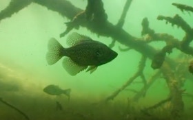 Video: Sight Fishing for Early Spring Crappies