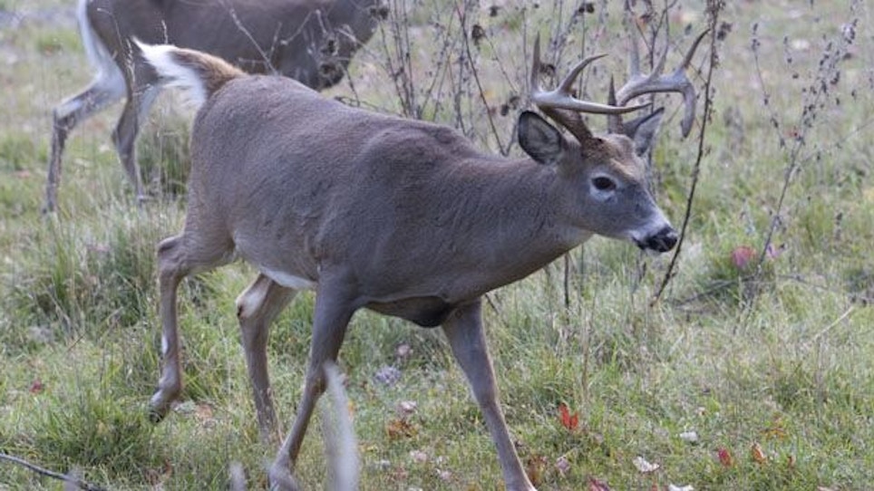 Five Still-Hunting Locations For The Peak Of The Rut