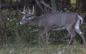 Pre-season glassing is a great way to locate big whitetail bucks
