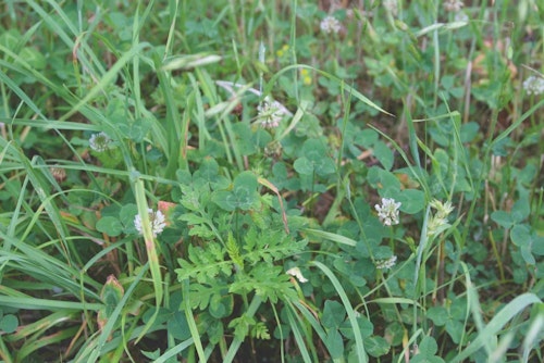 Weeds are tough to beat, but using the right herbicides can help reduce weed competition in any food plot.