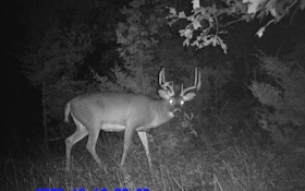 Tips for Surveying Your Deer