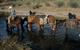 Plan Your Western Elk Hunt