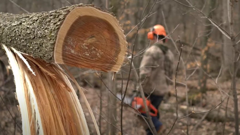 Habitat Improvement Video: Which Trees to Cut for Whitetails