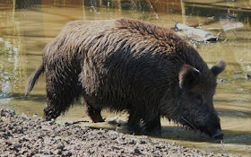 Radioactive Wild Pigs Run Wild Near Japan Plant