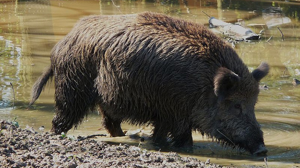 Radioactive Wild Pigs Run Wild Near Japan Plant