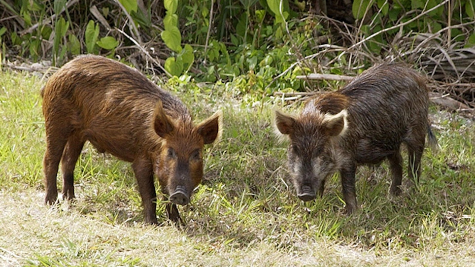 County Wants Them Dead, Extends Feral Pig Bounty